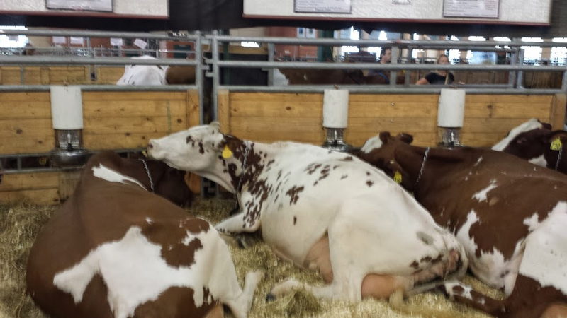 Illustration for article titled Cows at the Fair - I'm Famous and Exhausted